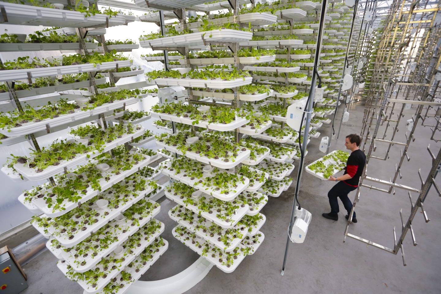 Vertical Farming