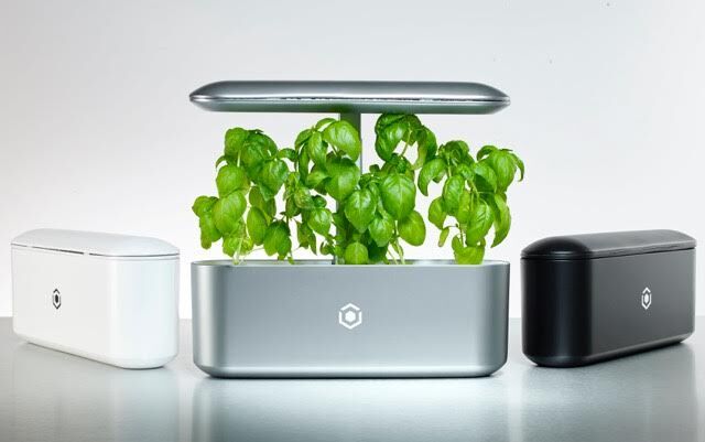 Ava Byte – The Mini, Modern Garden